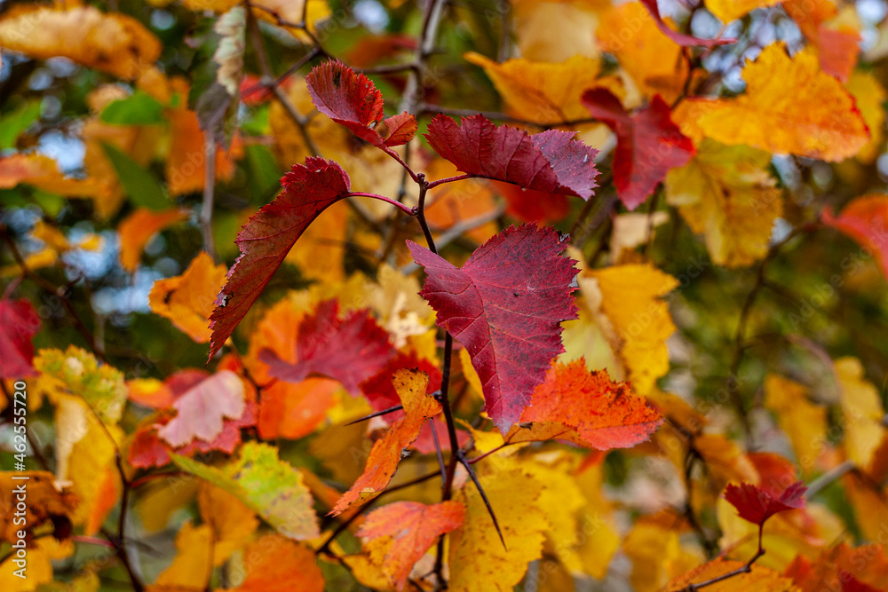 Multicolored autumn dressed in hawthorn leaves.
Hawthorn leaves take on different colors in the fall. They can be used for cooking decoctions that lower blood pressure.
