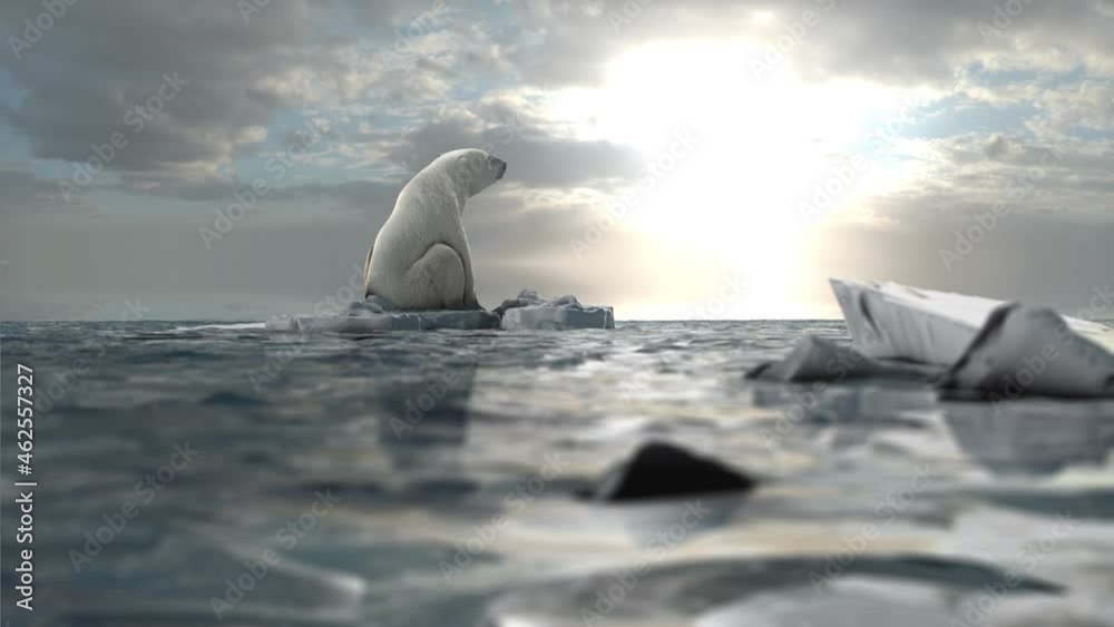 Polar bear sitting on last melting iceberg in the ocean
global warming concept, polar bear in extinction danger, sunset view

