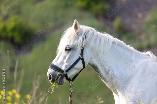 Horse portrait in summer pasture.