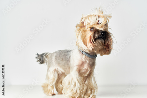 Yorkshire Terrier mammals friend of human isolated background