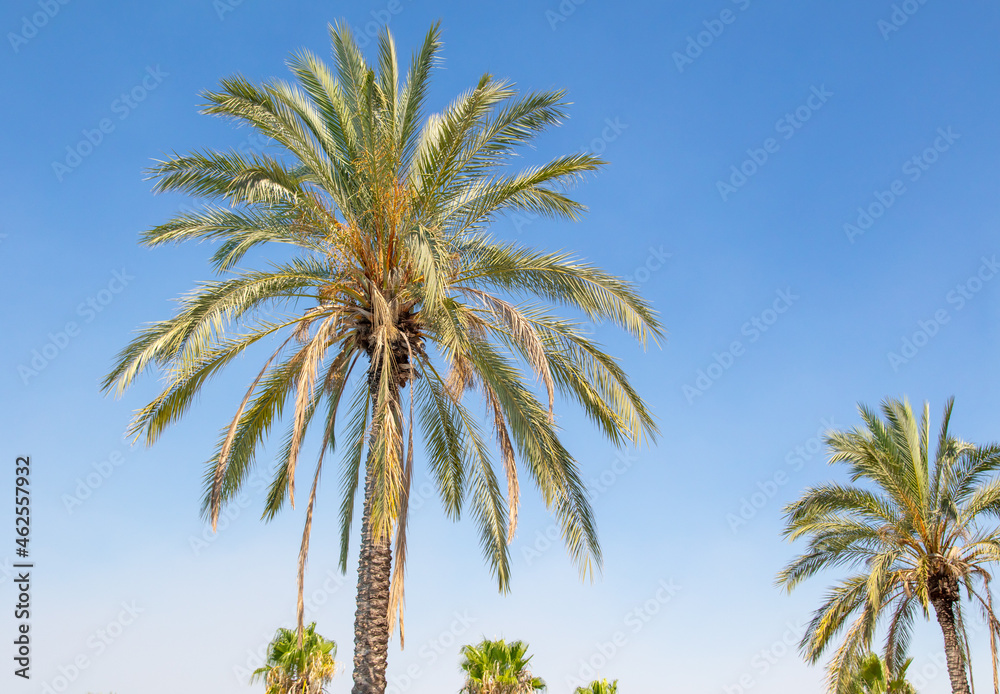 Fototapeta premium Palm trees against the sky.