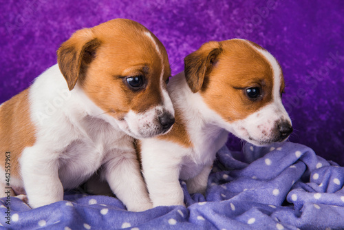 Two Jack Russell Terrier puppies dogs on a purple