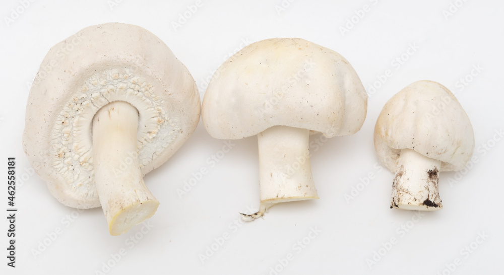 Champignon mushrooms on a white background. Champignon mushrooms on a white background.