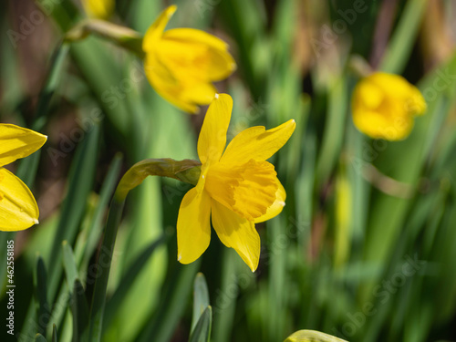 In spring, a yellow narcissus blooms in the garden. Narcissus flower. Narcissus flowers and green leaves in the background. Close-up image of beautiful yellow flowers
