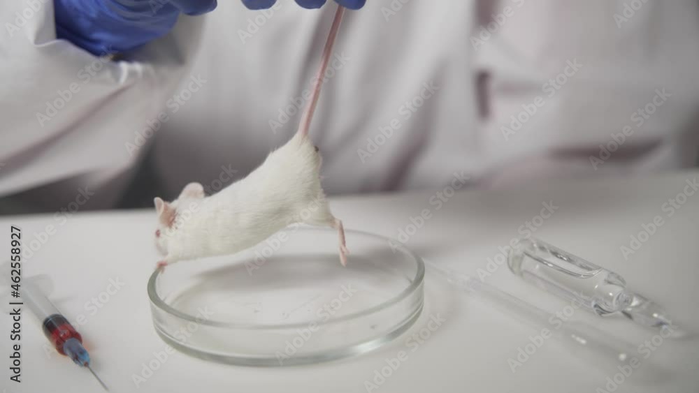 Medical Research Scientist Tests Vaccine Experimental Drug on a Laboratory Mouse Injecting it with Syringe. She Works in a Bright Modern Laboratory. Medical Research Scientist Tests Vaccine Experimental Drug on a Laboratory Mouse Injecting it with Syringe. She Works in a Bright Modern Laboratory.