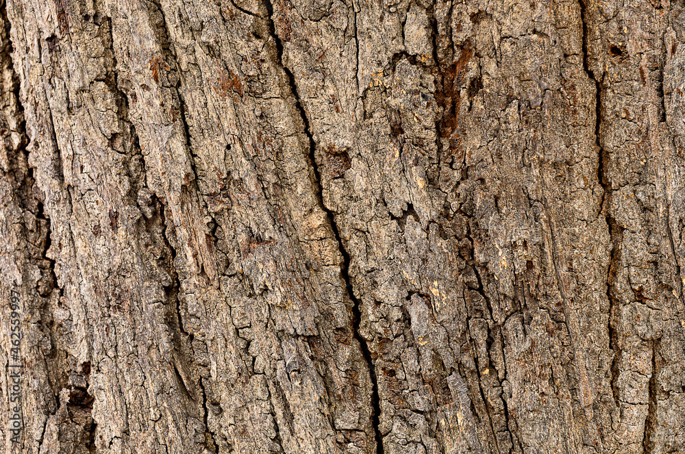 An image tree skin bark old with detail texture and very rough for background and backdrop. An image tree skin bark old with detail texture and very rough for background and backdrop.