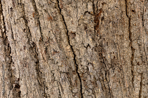 An image tree skin bark old with detail texture and very rough for background and backdrop.