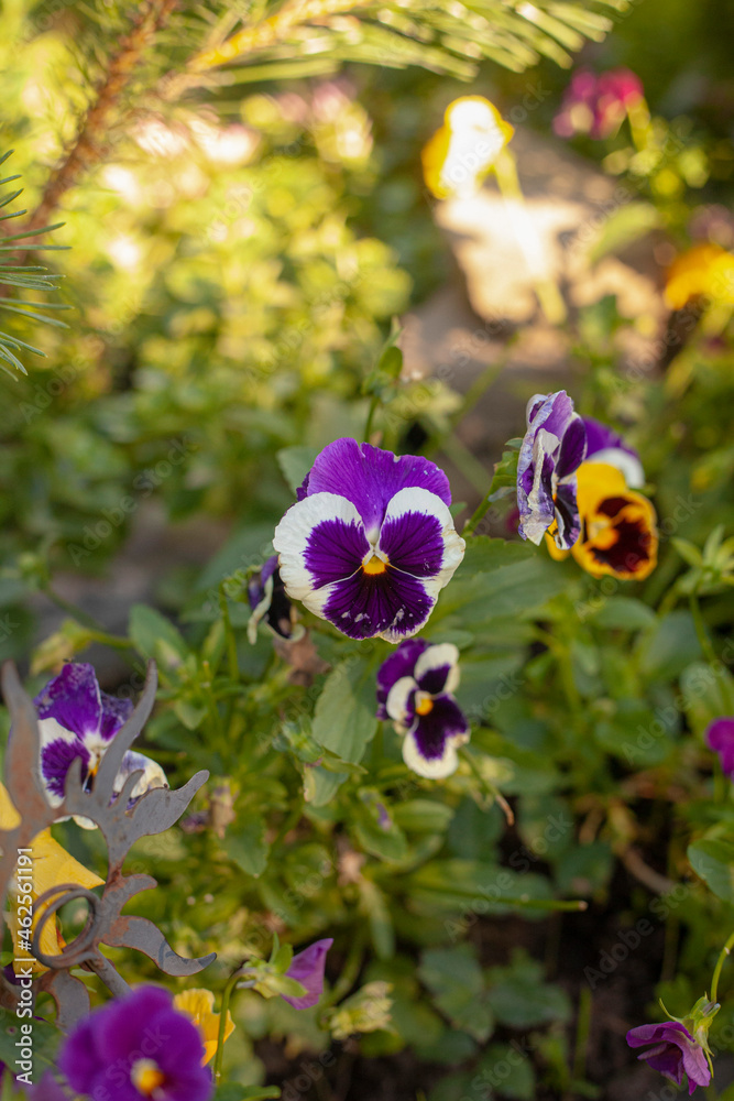 Fototapeta premium butterfly on flower