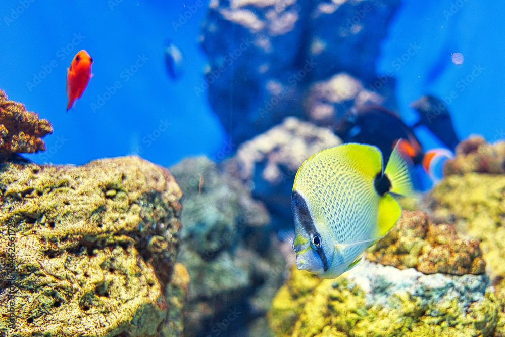 Obraz premium 熱帯魚