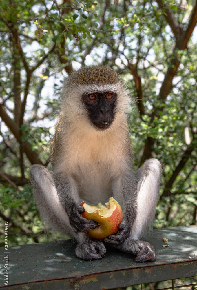 Fototapeta premium macaque sitting on a tree