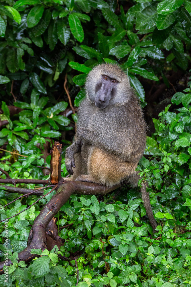 Obraz premium monkey in the tree