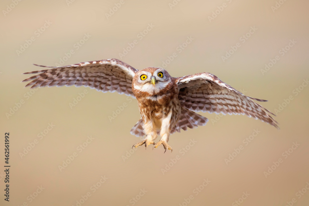 Fototapeta premium The little owl (Athene noctua) is flying. Colorful nature background.