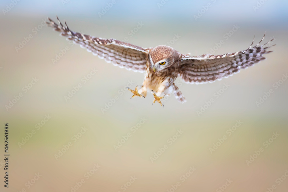 Obraz premium The little owl (Athene noctua) is flying. Colorful nature background.