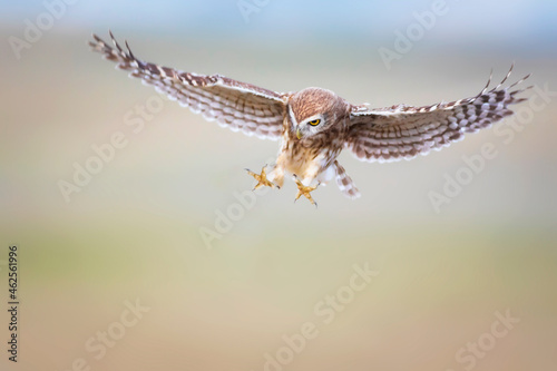 The little owl (Athene noctua) is flying. Colorful nature background.