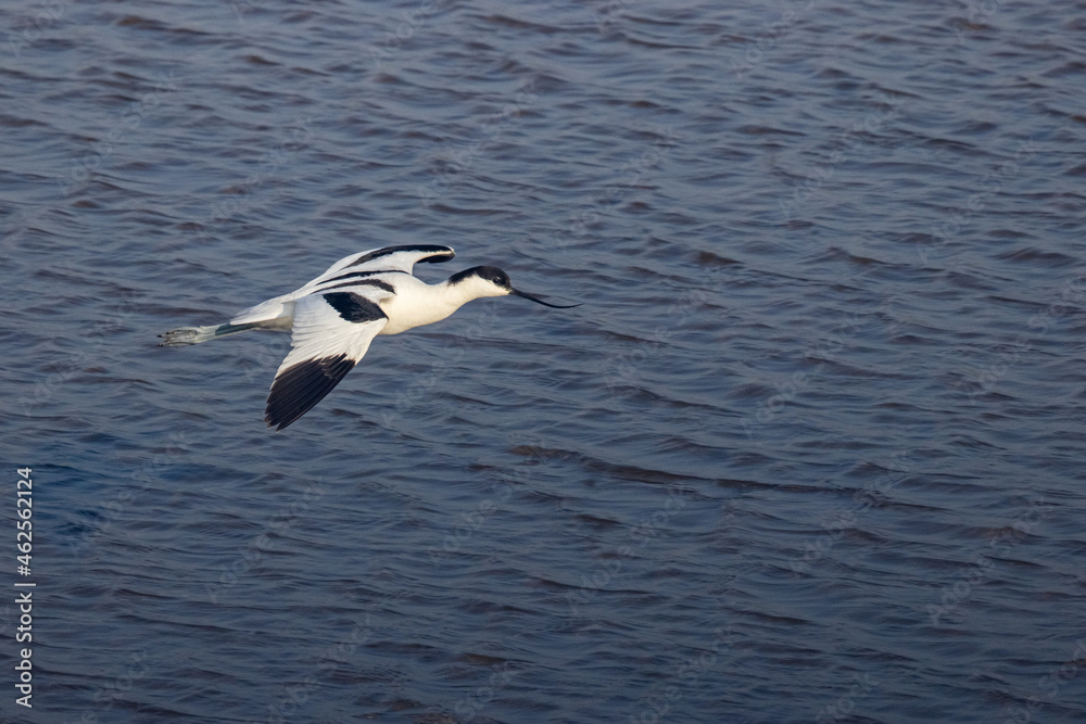 Pied Avocet (Recurvirostra avosetta) fly over water Pied Avocet (Recurvirostra avosetta) fly over water