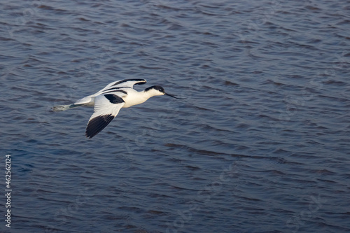 Pied Avocet (Recurvirostra avosetta) fly over water