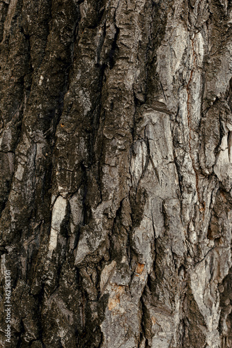 Fototapeta Naklejka Na Ścianę i Meble -  Tree bark texture close up