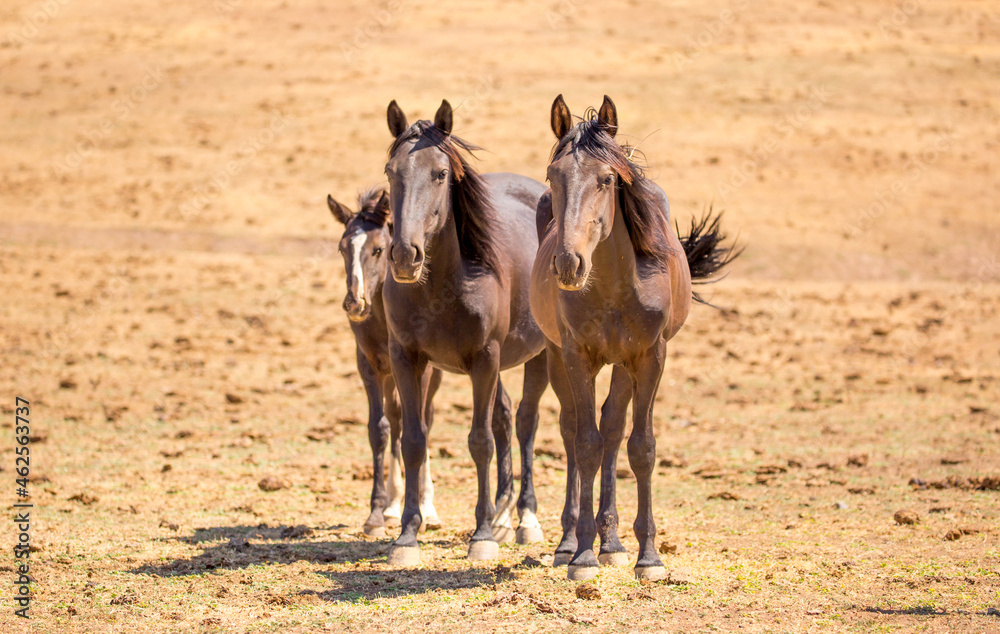 Horses gallop over mountains and hills. A herd of horses grazes in the autumn meadow. Livestock concept, with place for text. Horses gallop over mountains and hills. A herd of horses grazes in the autumn meadow. Livestock concept, with place for text.