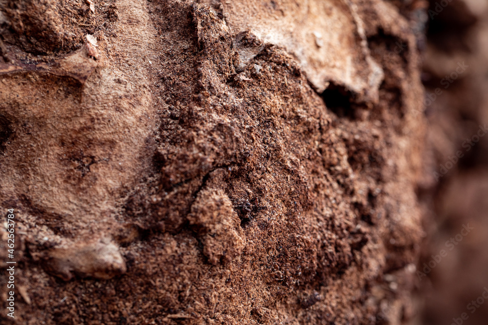 Macro closeup of rotten tree bark