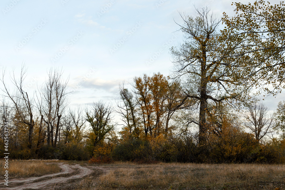Autumn forest landscape with a country road Autumn forest landscape with a country road