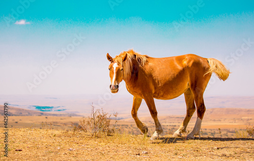 Horses gallop over mountains and hills. A herd of horses grazes in the autumn meadow. Livestock concept, with place for text.