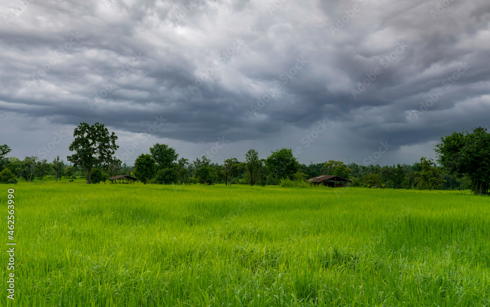Landscape green rice field and cloudy sky. Rice farm with tropical tree. Agriculture land plot for sale. Farm land. Rice plantation. Organic rice farm. Country view. Carbon credit concept. Rural area. Landscape green rice field and cloudy sky. Rice farm with tropical tree. Agriculture land plot for sale. Farm land. Rice plantation. Organic rice farm. Country view. Carbon credit concept. Rural area.