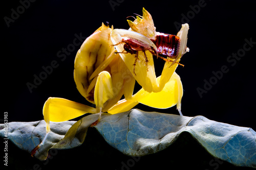 Close-up of an orchid mantis on a leaf eating an insect, Indonesia photo