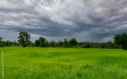 Landscape green rice field and cloudy sky. Rice farm with tropical tree. Agriculture land plot for sale. Farm land. Rice plantation. Organic rice farm. Country view. Carbon credit concept. Rural area.