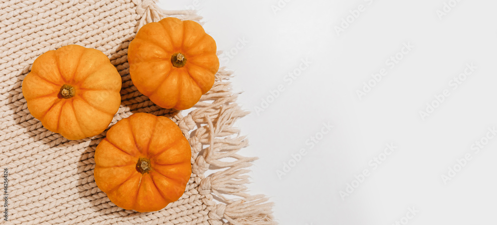 Fresh ripe orange pumpkins on white background. Space for text mockup Halloween concept Fresh ripe orange pumpkins on white background. Space for text mockup Halloween concept
