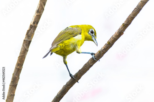 Warbling white-eye bird perched on a twig, Indonesia photo