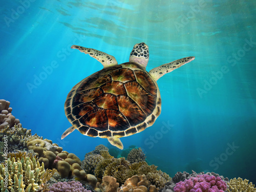 Green sea turtle swimming among colorful coral reef