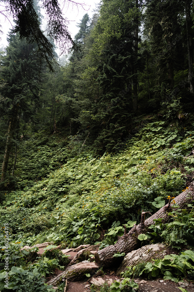 Deep green autumn overgrown forest for background