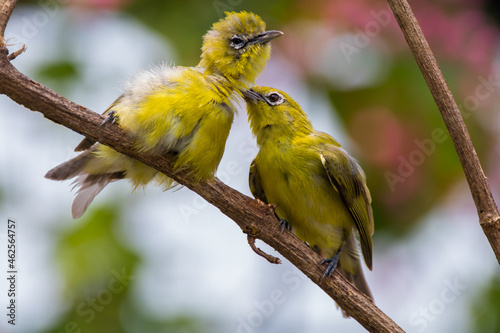 Two warbling white-eye (Zosterops japonicus) on a branch, Indonesia photo