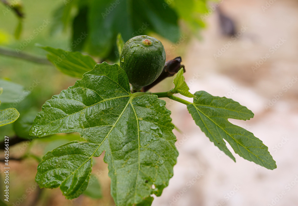 fresh organic figs on a fig tree with water droplets from the rain outdoors in Adelaide, South Australia fresh organic figs on a fig tree with water droplets from the rain outdoors in Adelaide, South Australia