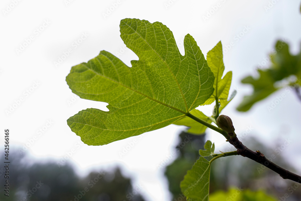 details of a green leaf from a fig tree during spring in Adelaide, South Australia details of a green leaf from a fig tree during spring in Adelaide, South Australia