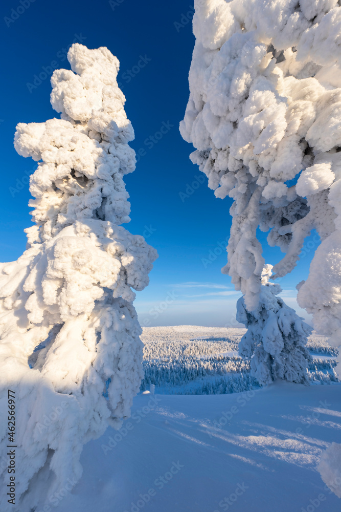 Winter scenery at Valtavaara, a popular snowshoeing destination close to Ruka skiresort in Finnish Lapland. 