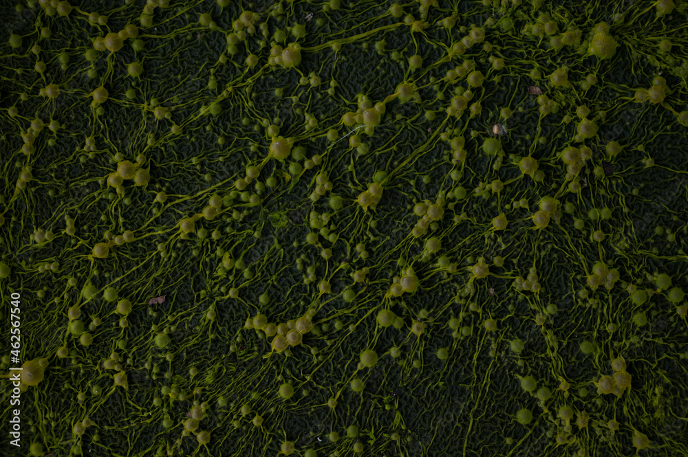 Fototapeta premium green mold bubbles on the water surface close-up, texture
