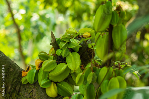 The Star fruit, Carambola juice is widely used in traditional food photo