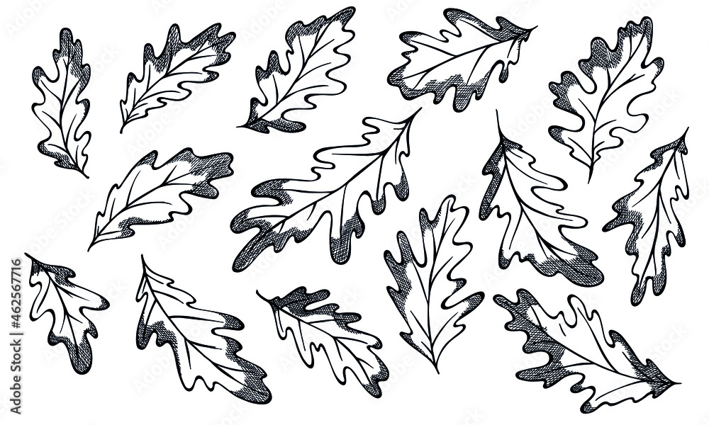 Fototapeta premium Vector autumn hand drawn set of oak leaves. Isolated vector object on white background. Detailed botanical illustrations. Elements for autumn design, decoration, print, web, logo.