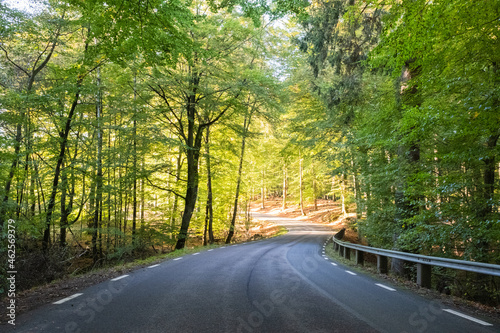 Fall highway through beech forest in Sweden