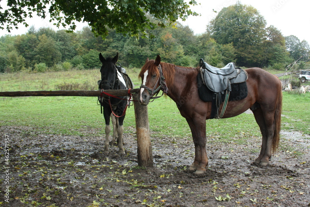 horse and rider