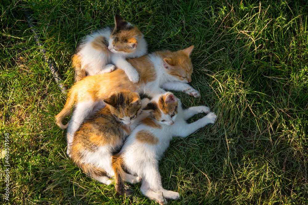 Ginger white cat sleeping with kittens on green grass, close up, copy space