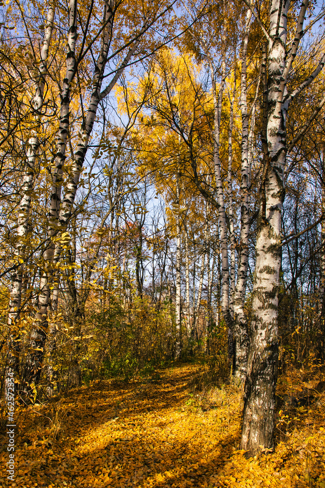 Fototapeta premium golden autumn landscape park, picturesque autumn trees fallen