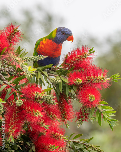 Rainbow Lorikeet and the bottlebrush flowers