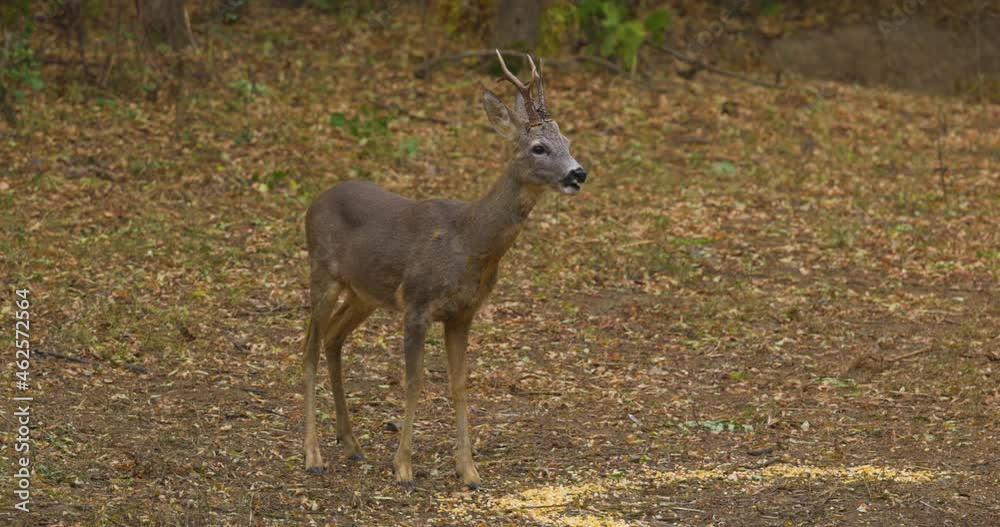 a young deer feeding on corn in the woods. 
