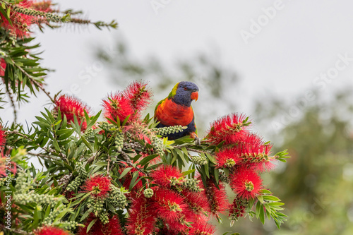 Rainbow Lorikeet and the bottlebrush flowers