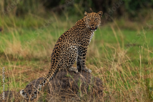 Leopard - Panthera pardus, beautiful iconic carnivore from African bushes, savannas and forests, Queen Elizabeth National Park, Uganda. © David