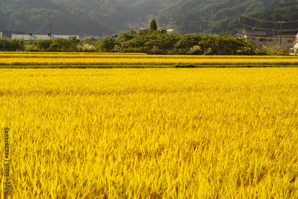 収穫間近の田んぼ