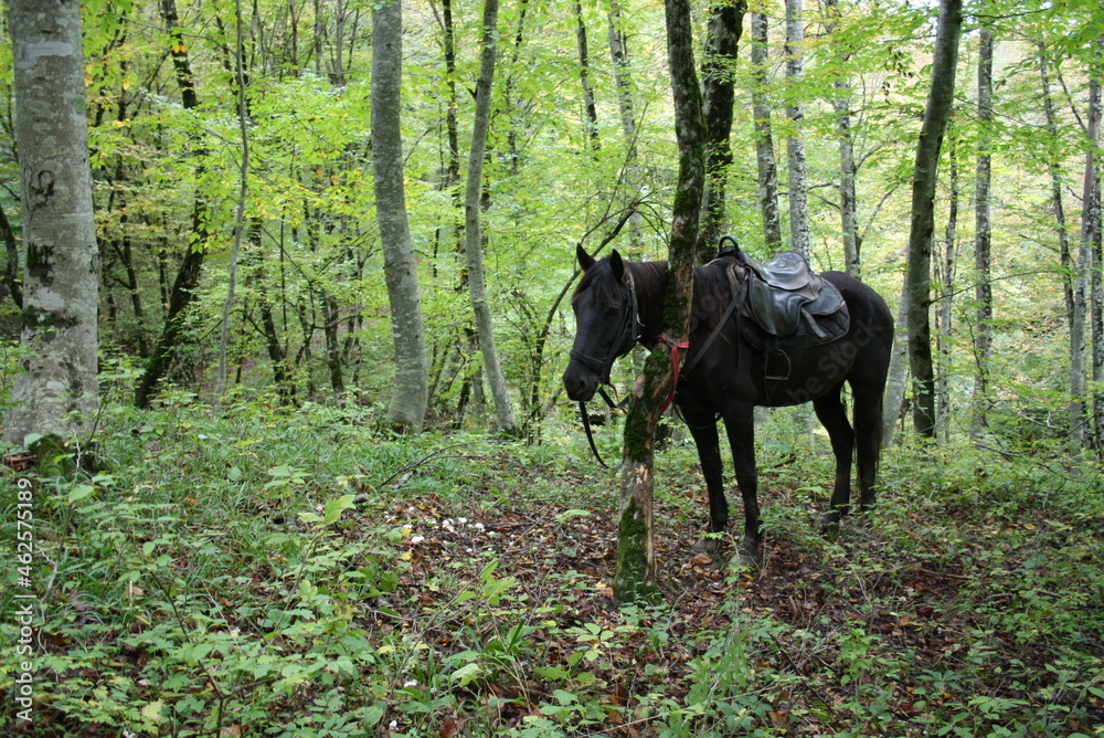 horse in forest horse in forest