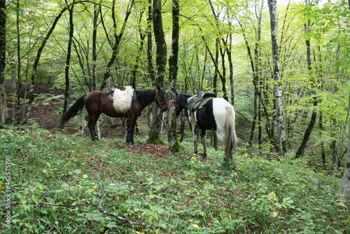 horse and foal